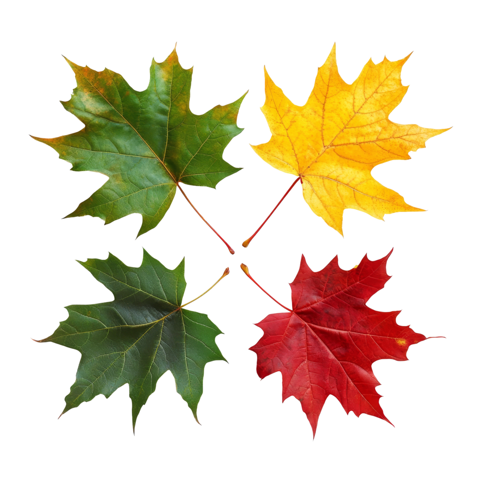 Beautiful autumn leaves in green, yellow, and red on a bright transparent background, Autumn Leaves, Green, Yellow, and Red Maple Leaves, Isolated on transparent background Background png
