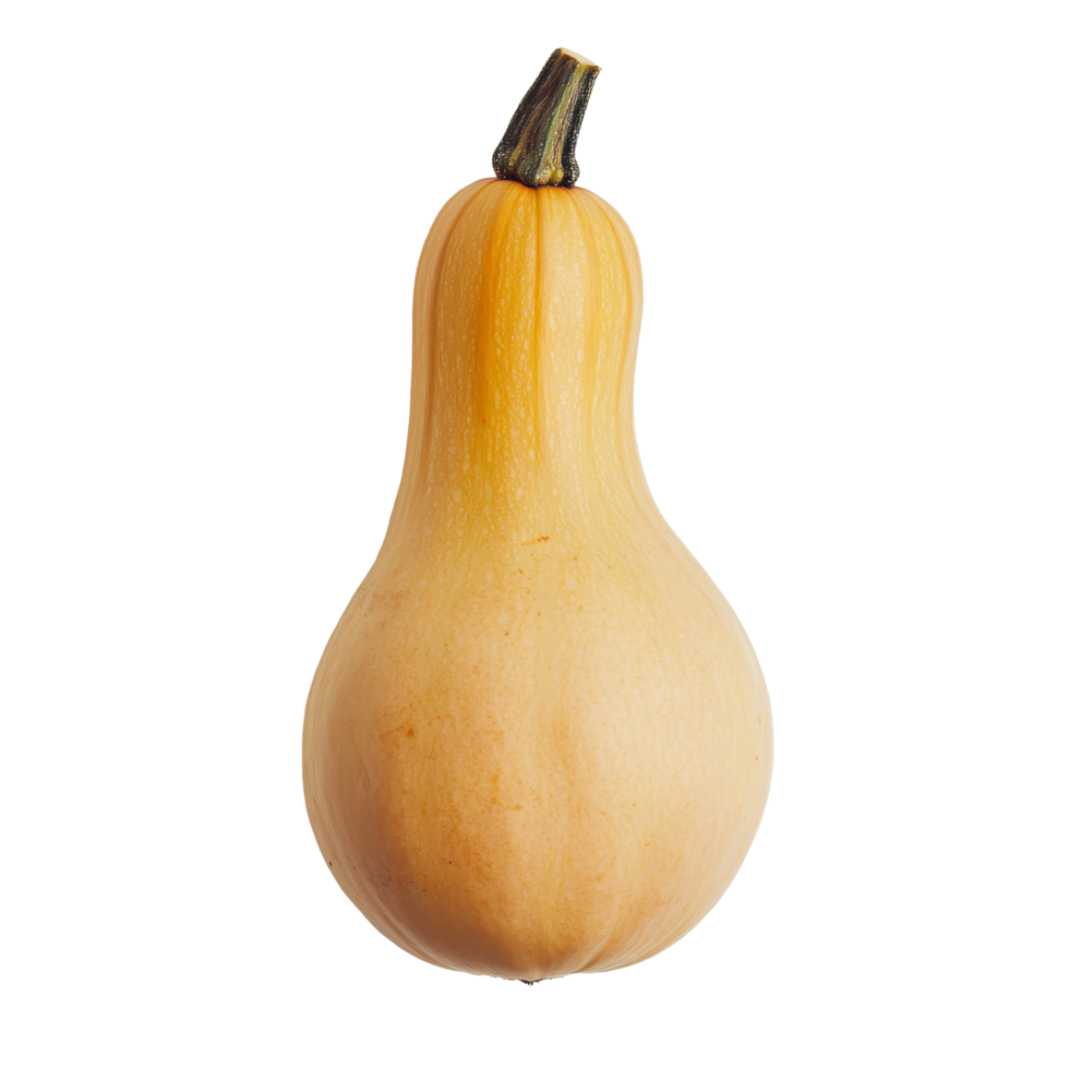 Fresh butternut squash on a clean transparent background ready for cooking or decoration throughout the year, fresh butternut squash on transparent background png