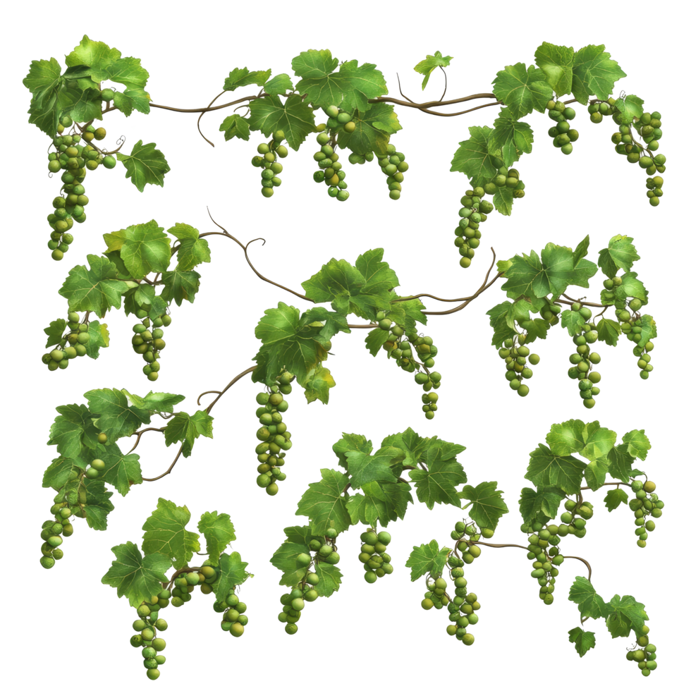 Grapevines with clusters of green grapes isolated on a transparent background for culinary and artistic inspiration, Mandarin fruit transparent isolated on trransparent png