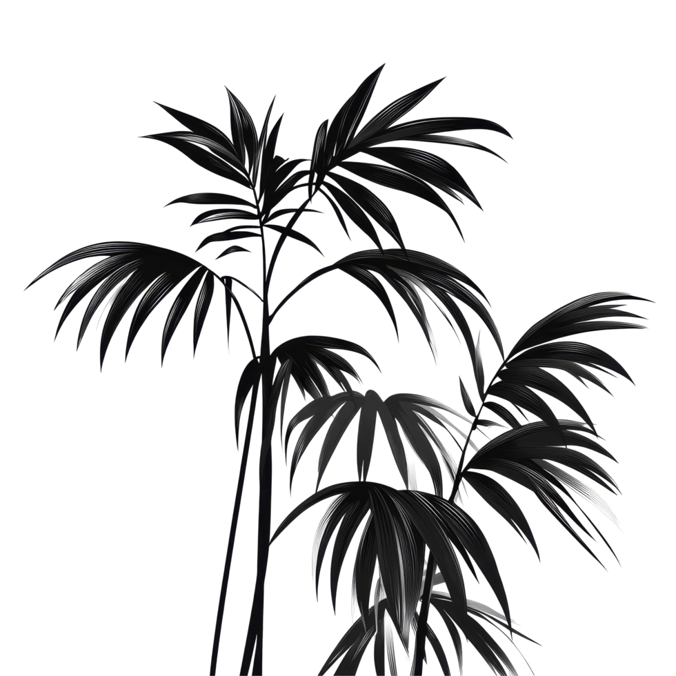 Black palm leaves contrast beautifully with a bright transparent background, creating a striking visual, black leaves of palm tree on transparent backgroundfile png