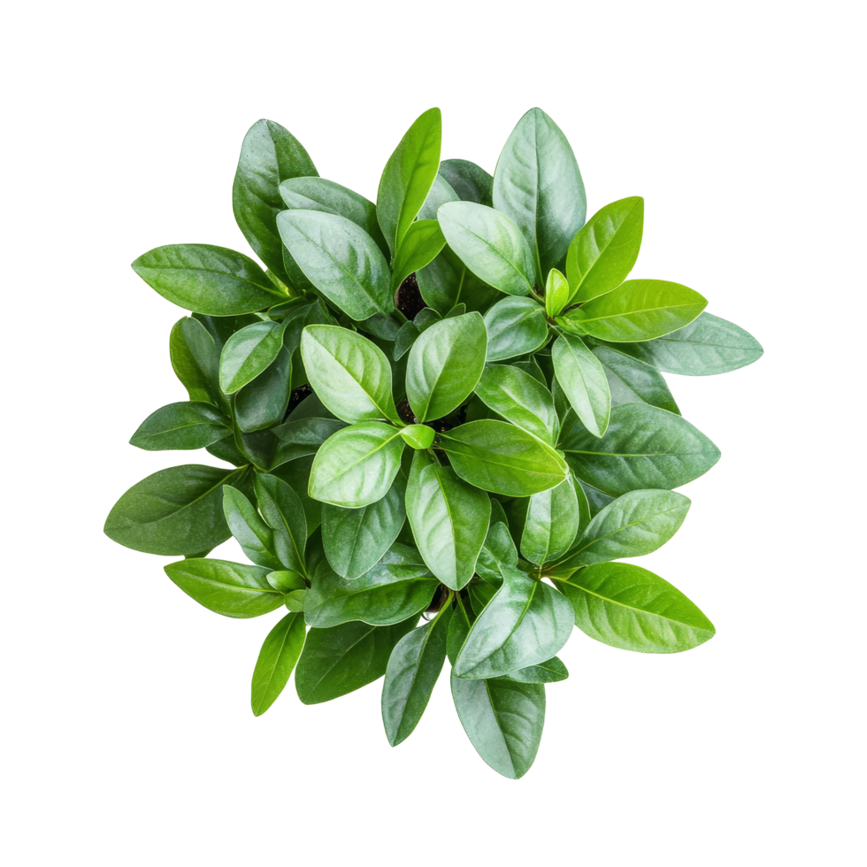 Top view of a healthy green plant on a clean transparent background showcasing its vibrant leaves, green plant top view isolated on transparent background png