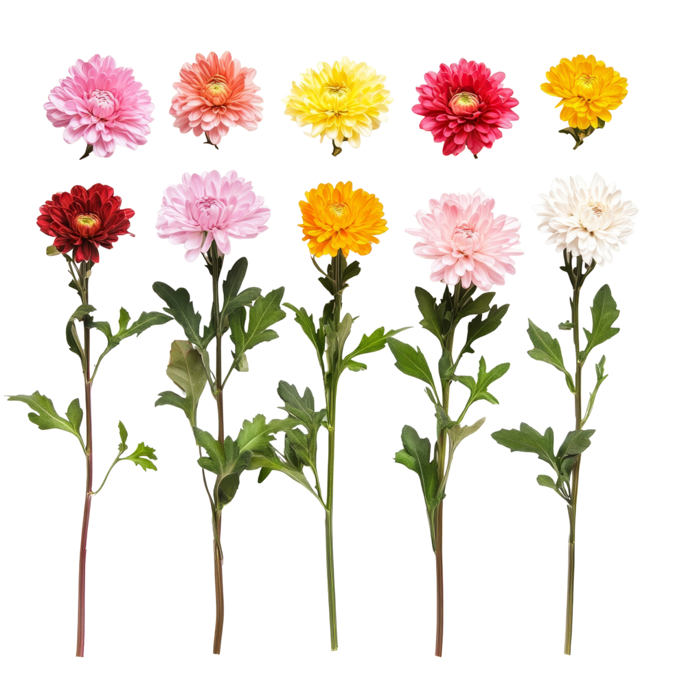A vibrant row of colorful chrysanthemum flowers displayed with green stems on a bright background, row of colorful chrysanthemum flowersfile of isolated object on transparent background png