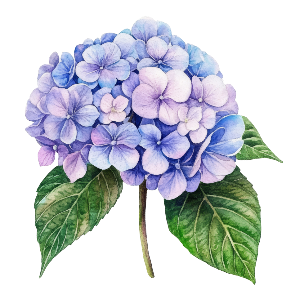 Beautiful watercolor hydrangea flower illustration with delicate lavender and blue petals on a transparent background, hydrangea flowers isolated on transparent background png