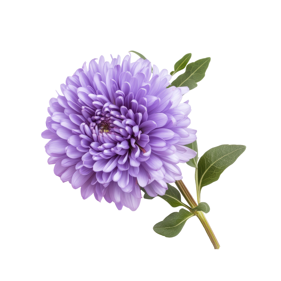Vibrant purple aster flower against a clean transparent background highlights its beauty, aster flower isolated transparent background png