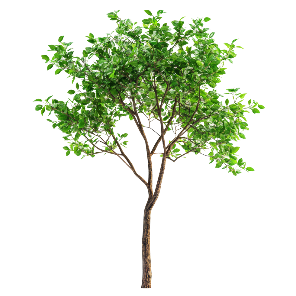 Closeup view of a vibrant green tree against a transparent background highlighting its natural beauty and intricate, Tree on transparent background, real close up decorate tree in brown pod isolate png