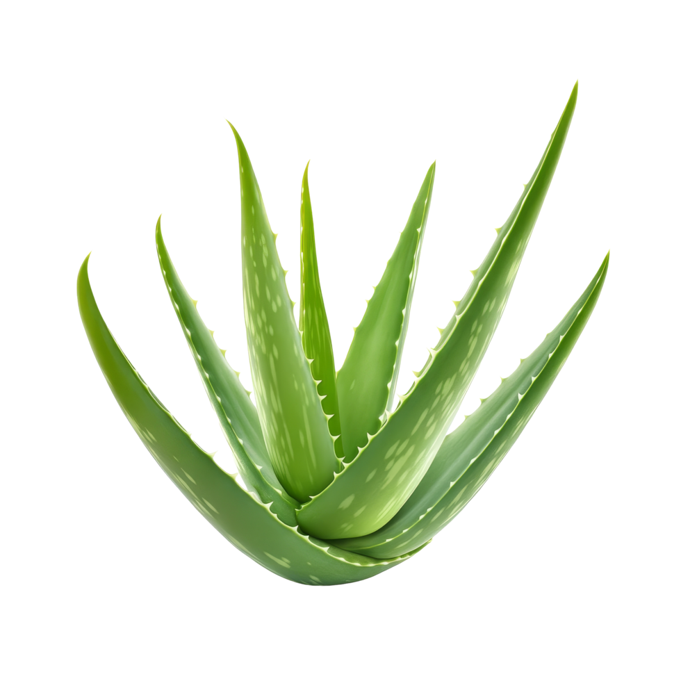 Fresh aloe vera leaf with vibrant green color isolated on transparent background for natural beauty, aloe vera fresh leaf isolated on transparent background png