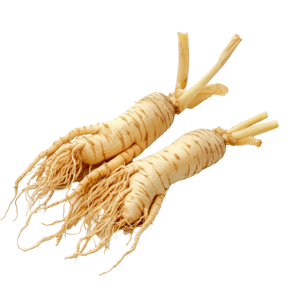 Fresh ginseng roots displayed on a transparent background, showcasing their distinctive shape and texture in detail, ginseng isolated on transparent background png