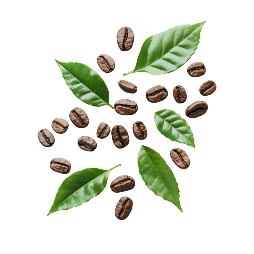 Coffee grains scattered among fresh green leaves on a bright transparent background showcasing natures rich blend, coffee grains and leaves on transparent background png