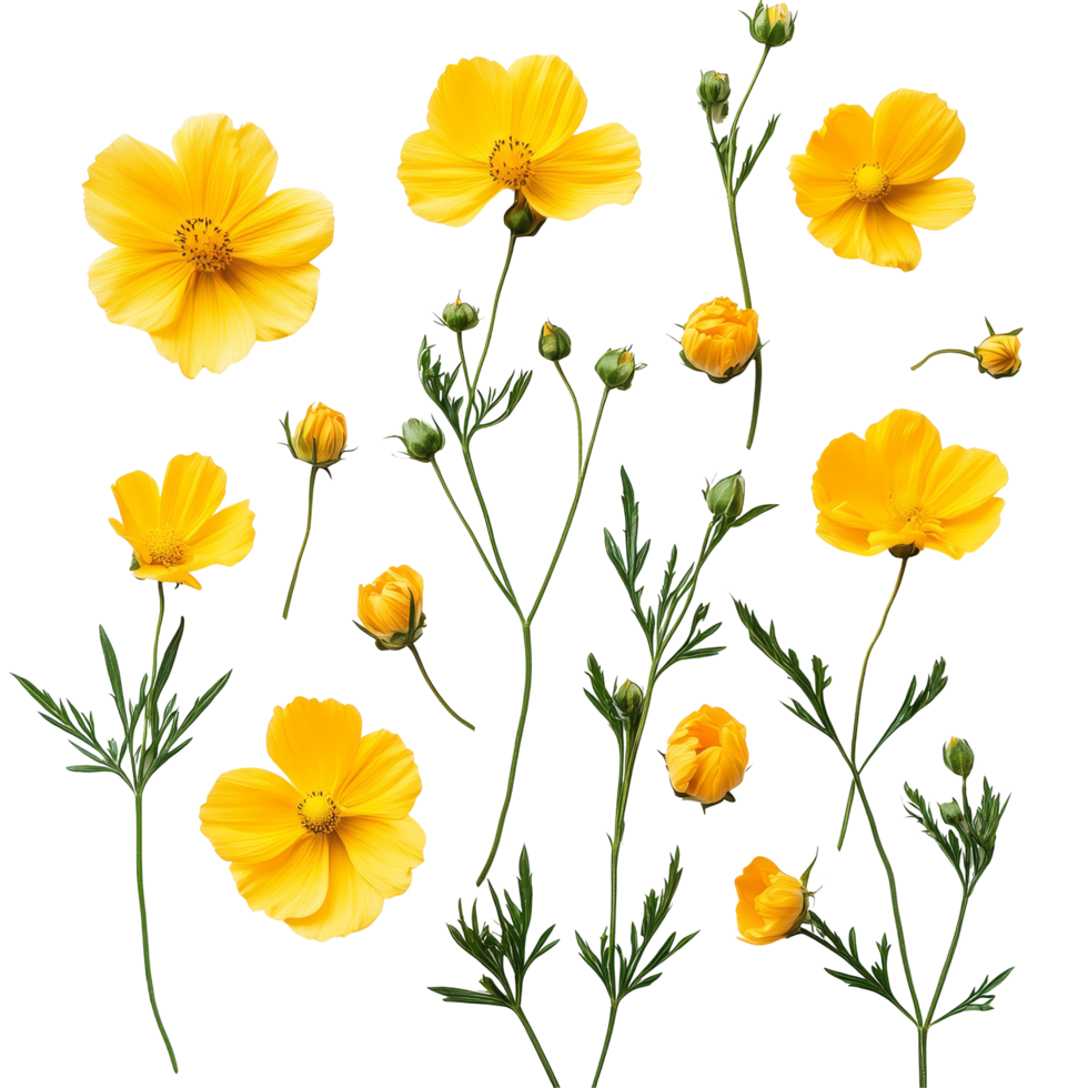 Bright yellow flowers arranged gracefully on a clean transparent background, showcasing natures beauty in detail, yellow flowers on transparent background png