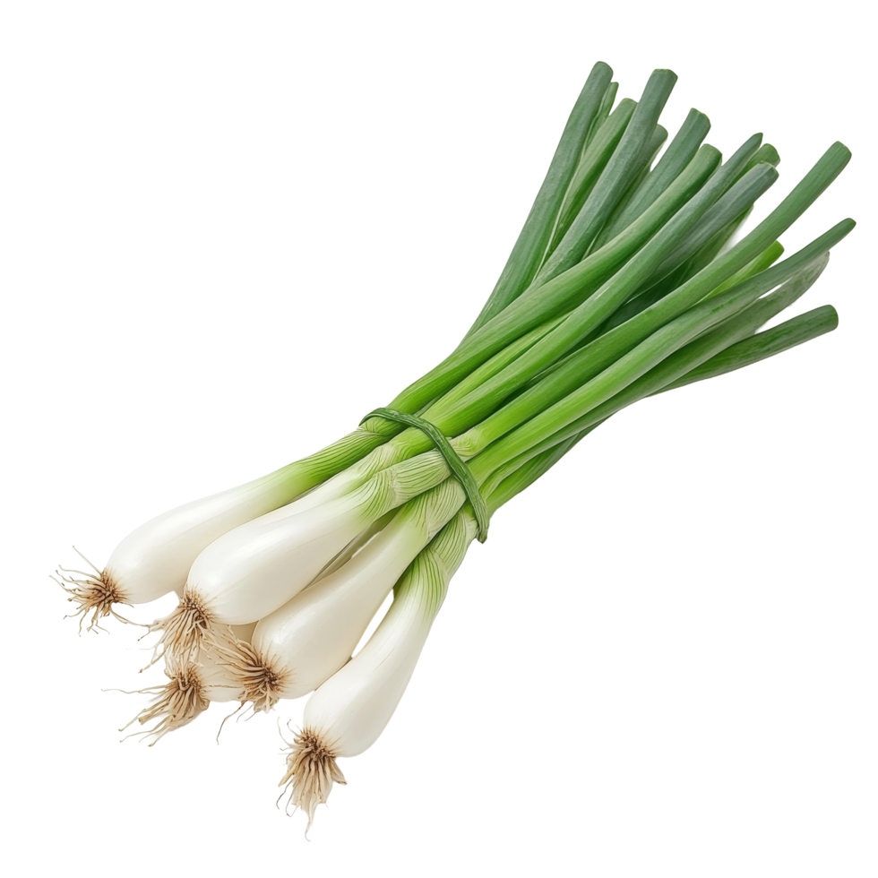 A bunch of fresh green onions is displayed with crisp green tops and firm transparent bulbs, Green onion isolated on transparent background png