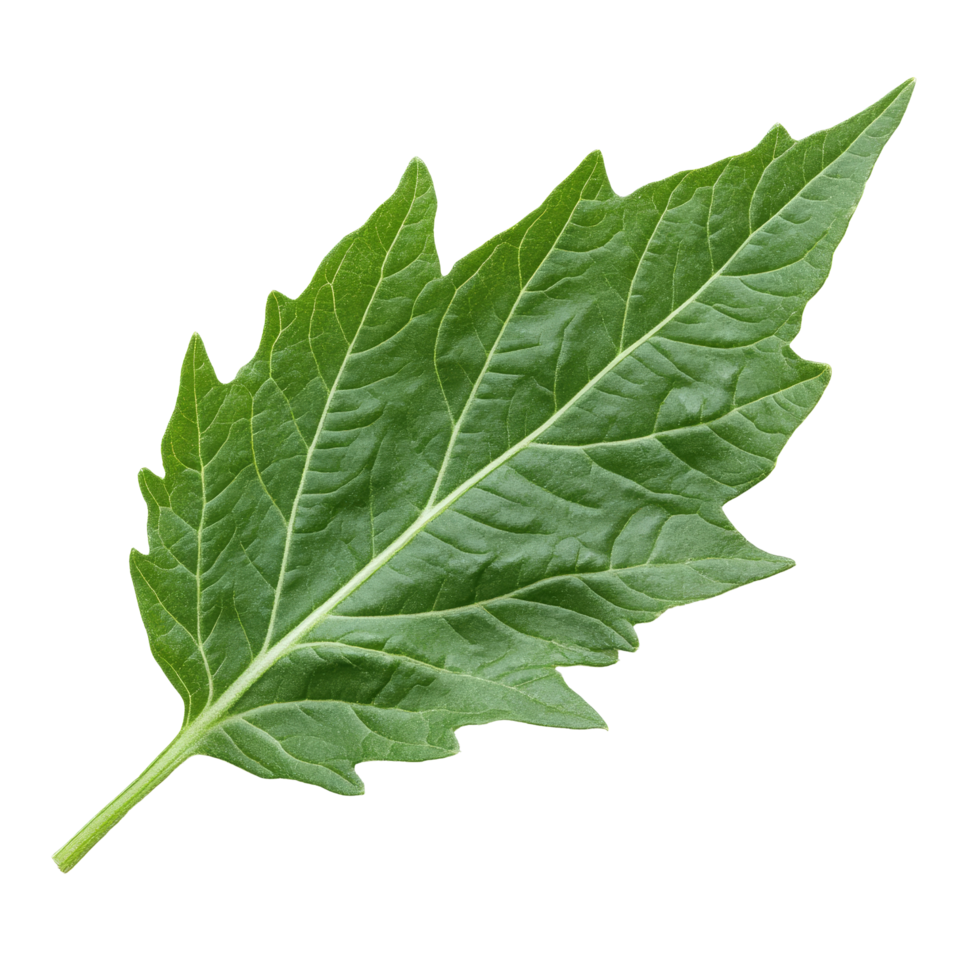 Isolated green tomato leaf showcasing intricate texture and shape on a clean transparent background in natural light, Tomato leaf isolated on transparent background png