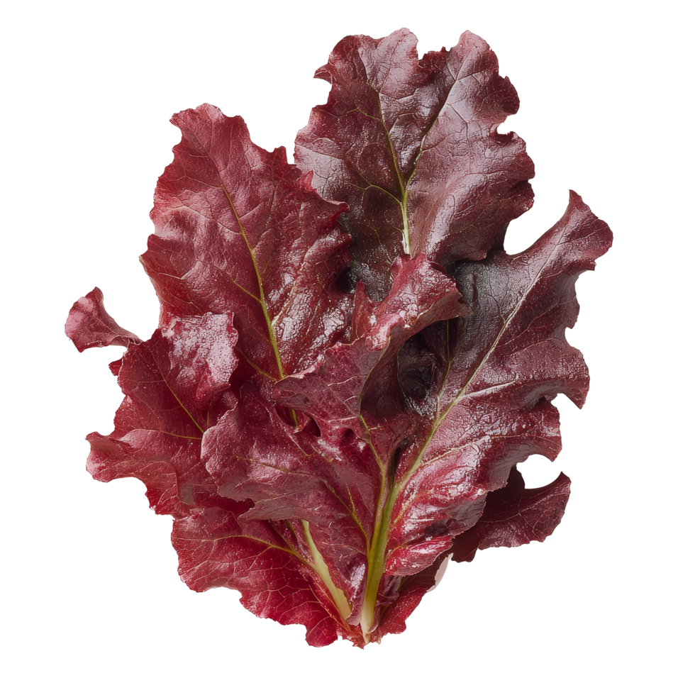 Fresh red oak leaf lettuce displayed on a transparent background, showcasing vibrant colors and crisp texture, red oak leaf lettuce on transparent background png
