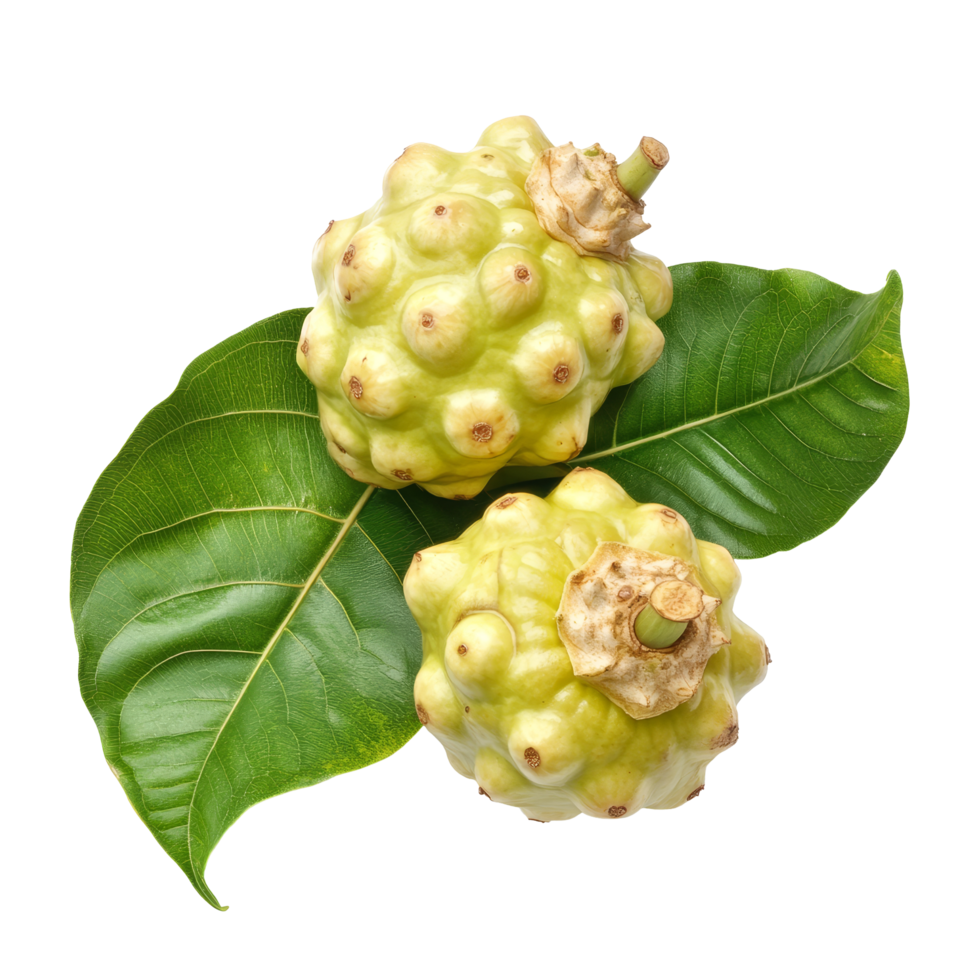 Fresh noni fruits isolated on a transparent background with green leaves featuring their unique shape and texture, Noni isolated on transparent background background png