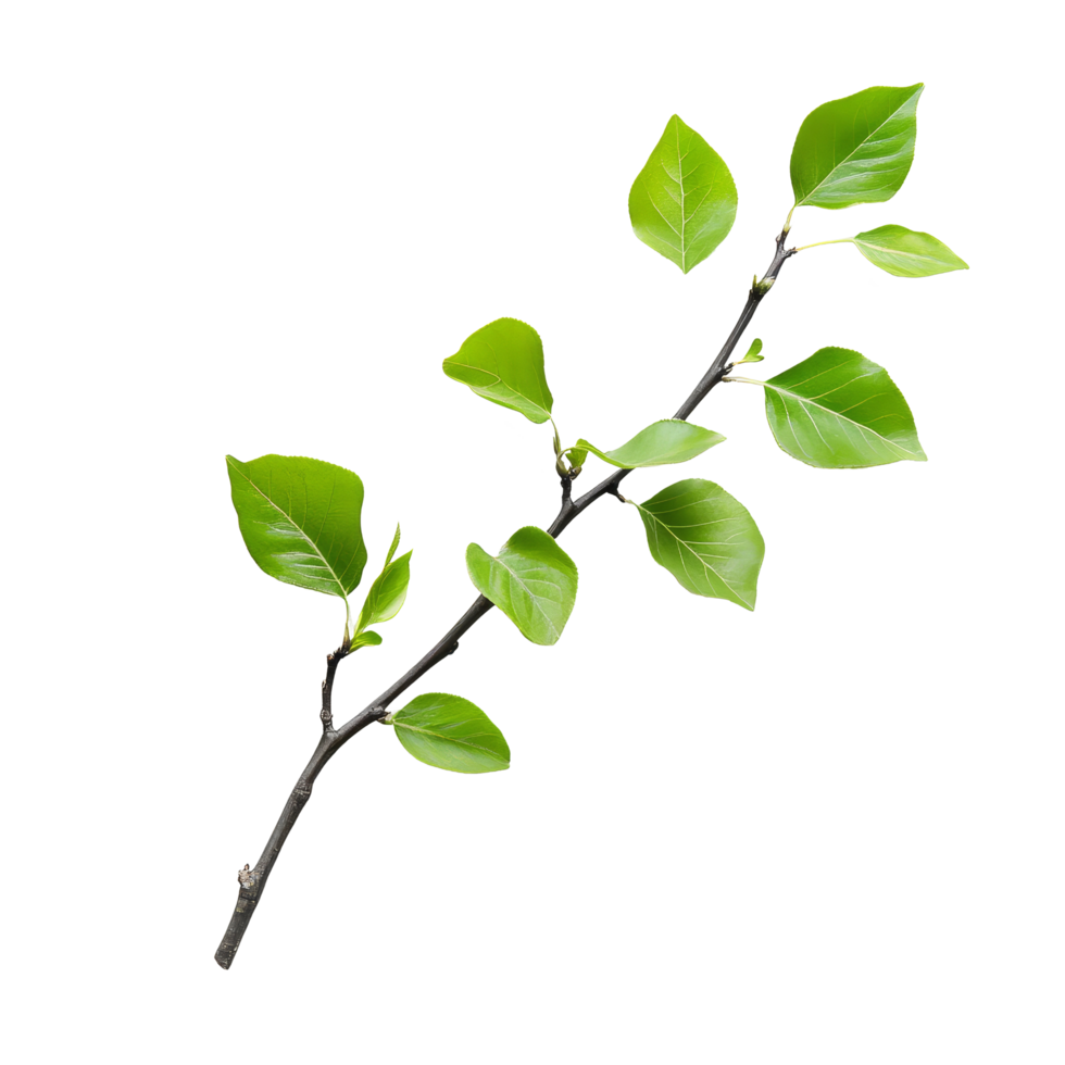 A closeup view of a twig with vibrant green leaves against a clean transparent background showcasing natures beauty, Twig with green leaves on transparent backgroundfile png