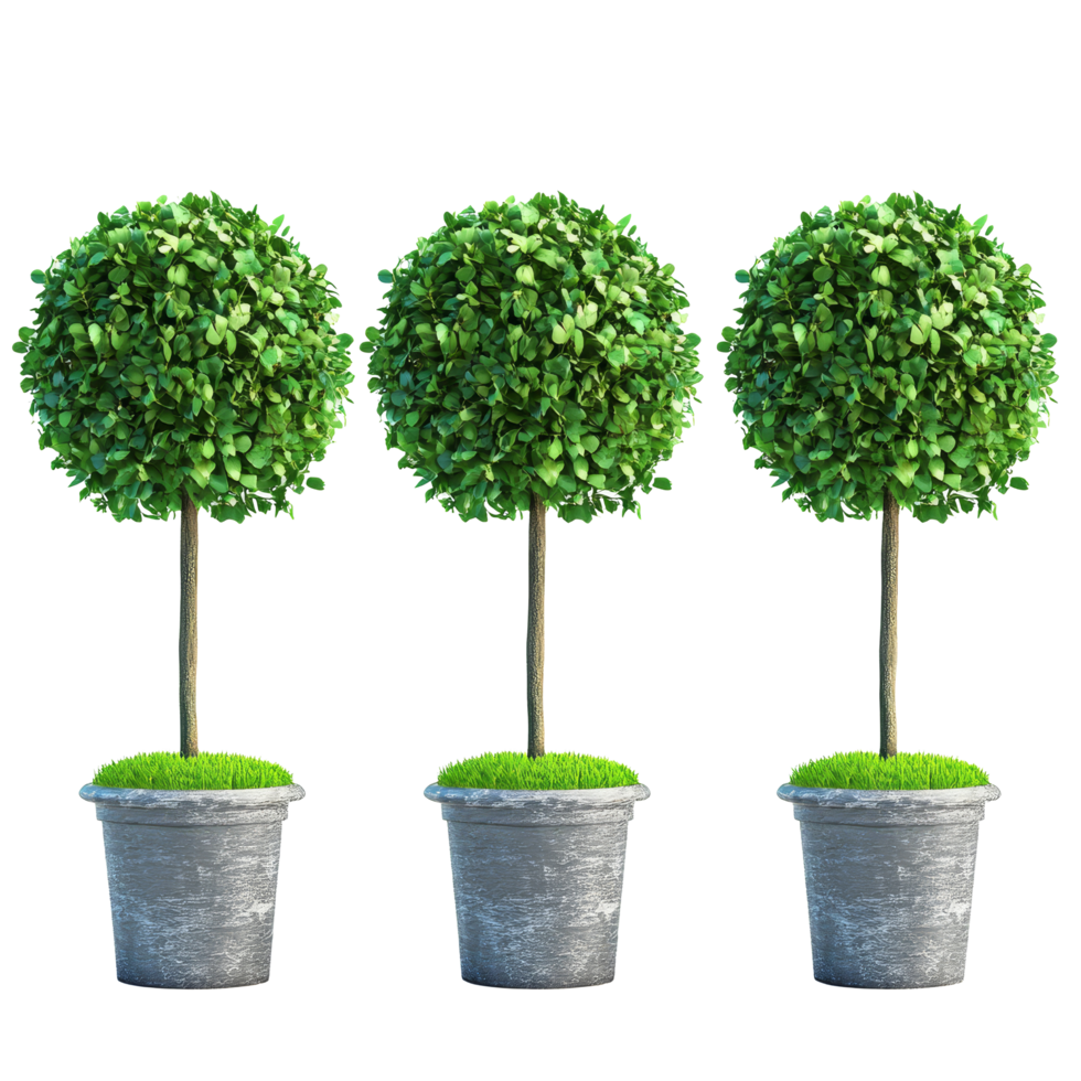 Four elegant topiary plants in decorative pots arranged on a transparent background for a fresh and modern look, Four Topiary Plants Bushes on transparent background png