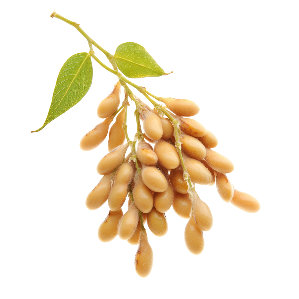 Freshly harvested soybeans clusters on a transparent background, showcasing their natural form and color, Soybeans isolated png