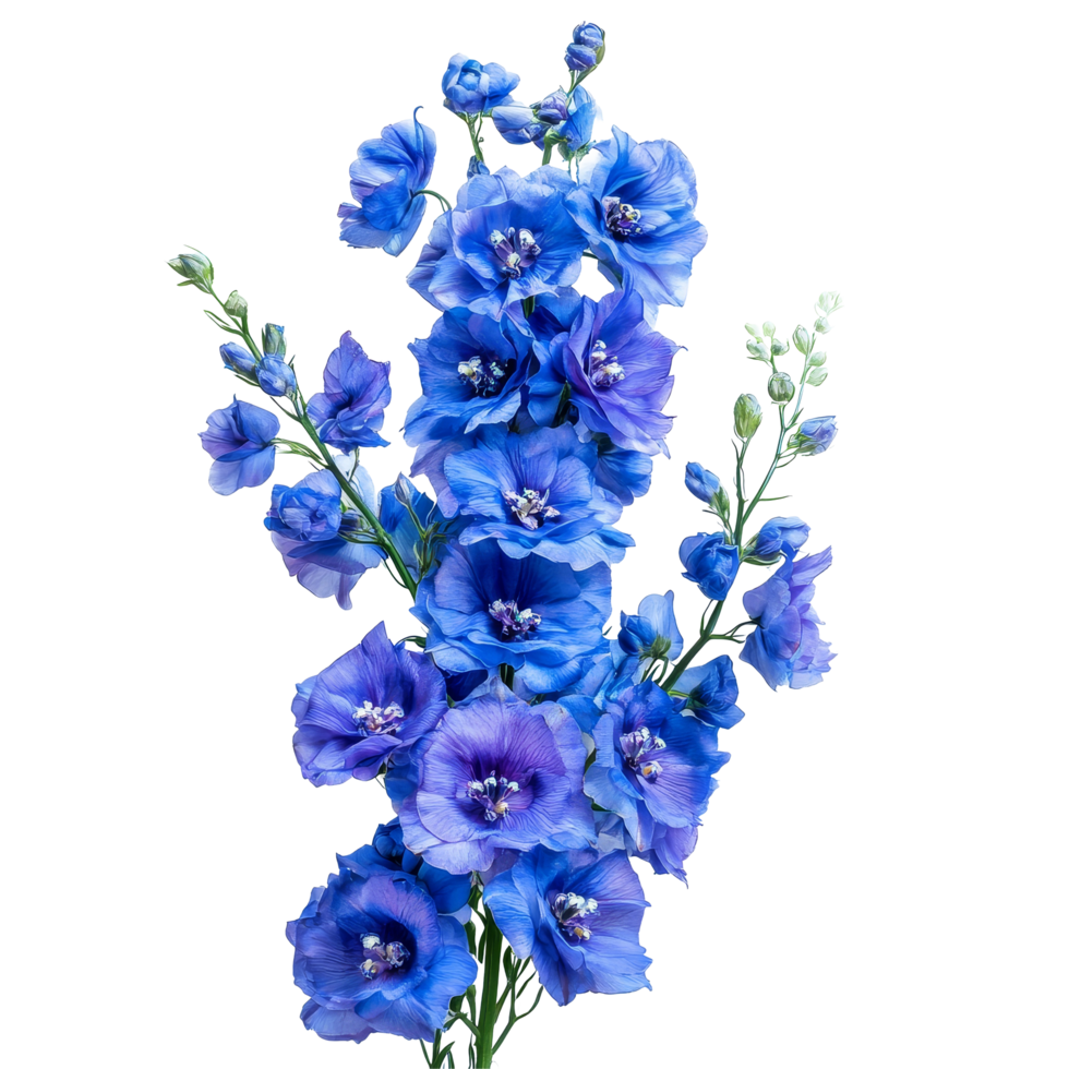 Vibrant blue delphinium flowers on a transparent background, perfect for floral arrangements and designs, of Delphinium flowers isolated on transparent background png