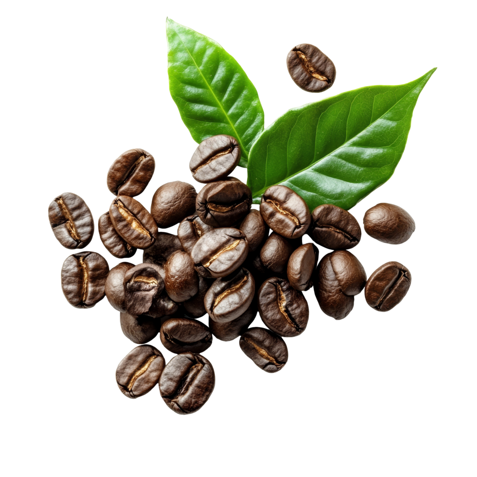 Fresh coffee beans with green leaves arranged on a clean transparent background ready for brewing and enjoyment, fresh coffee beans with leaf on transparent background png