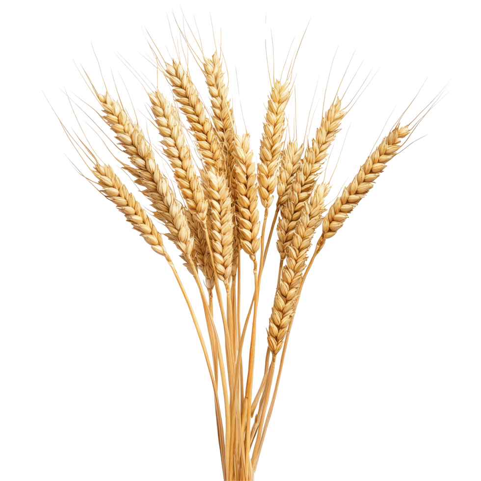 Dried wheat stalks showcasing their golden grains against a clean transparent backdrop for agricultural display, Wheat, isolated transparent background png