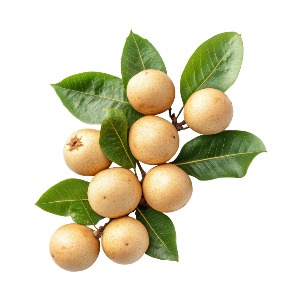 Fresh longan fruit with green leaves displayed on a transparent background, showcasing its natural beauty and texture, Longan with leaves isolated on transparent background png
