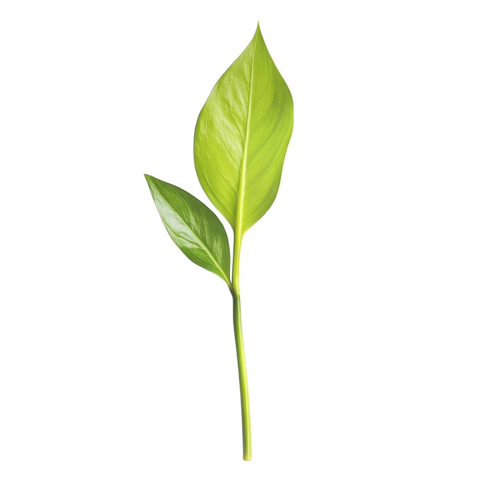 Fresh green stalk leaf isolated on a transparent background showcasing vibrant color and simple elegance for natural decor, stalk green leaf isolated on transparent backgroundfile png