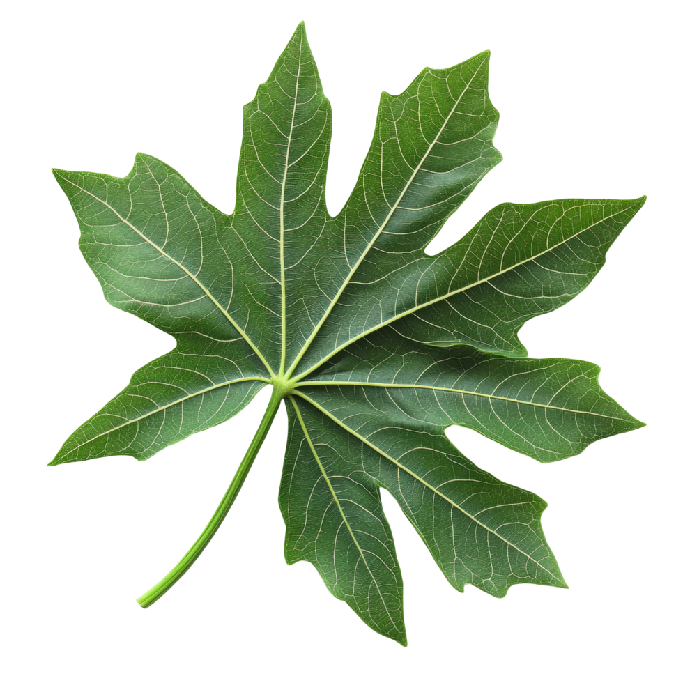 Papaya leaf isolated on a transparent background showcasing its vibrant green color and detailed leaf structure, papaya leaf on transparent background png