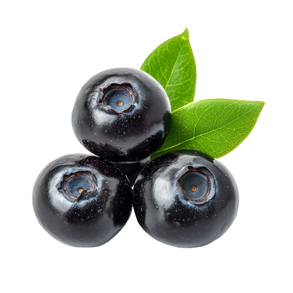 Thai blueberry fruit known as Mamao transparent on a clean, simple background, Antidesma puncticulatum Thai Blueberry Fruit Mamao isolated on transparent background png