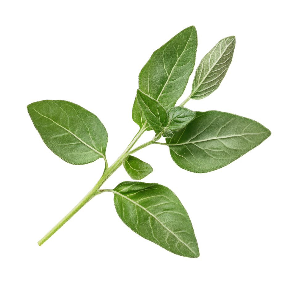 Fresh oregano branch with vibrant green leaves on a clean transparent background highlighting its natural beauty, Fresh origano branch leaf on transparent background png