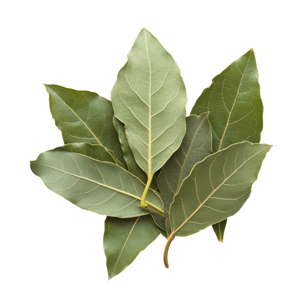 Fresh bay leaves on a transparent background showcasing their vibrant green color and texture, bay leaves isolated transparent background png