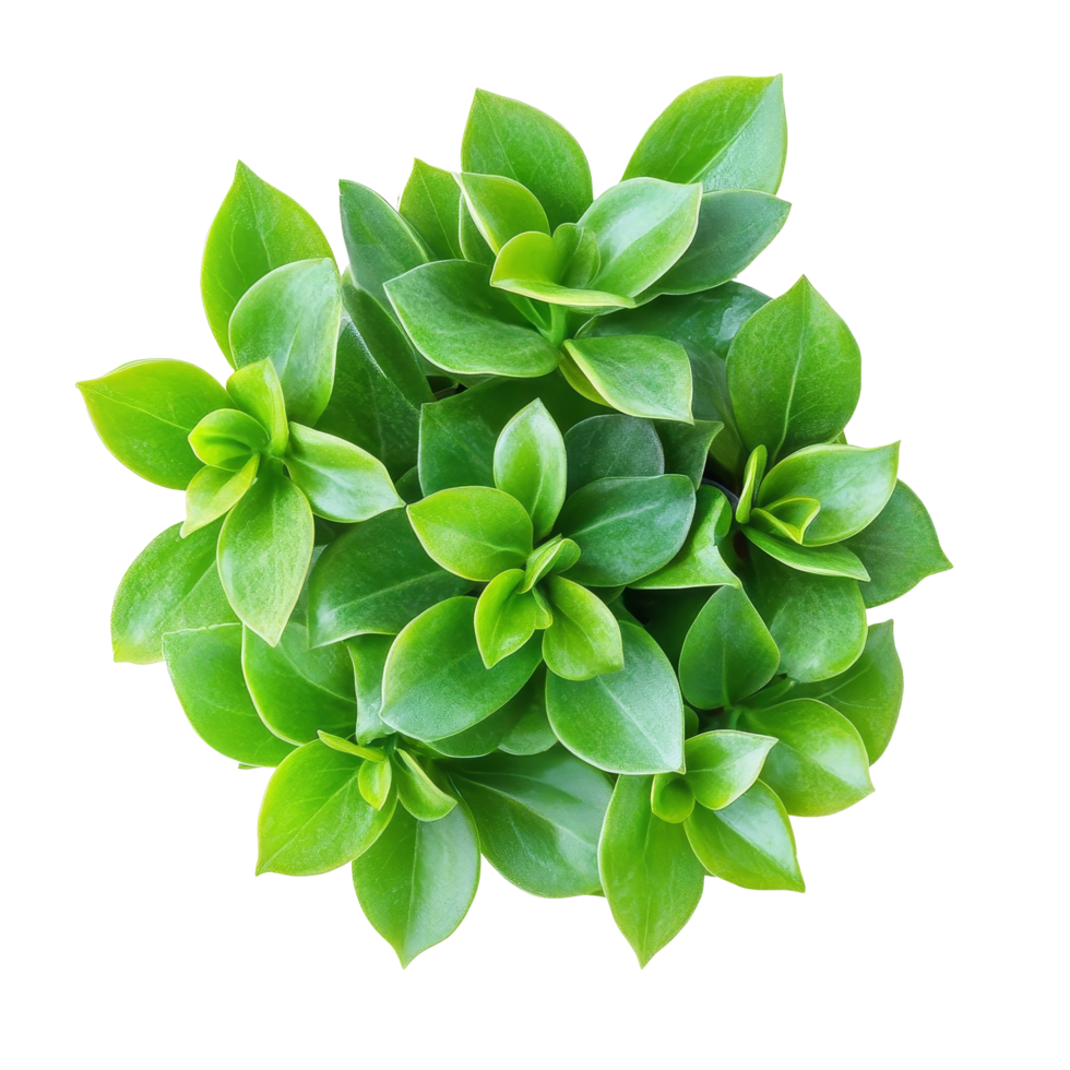 Lush green houseplant viewed from above, showcasing vibrant foliage against a clean transparent background, houseplant greenery top view isolated on transparent background png