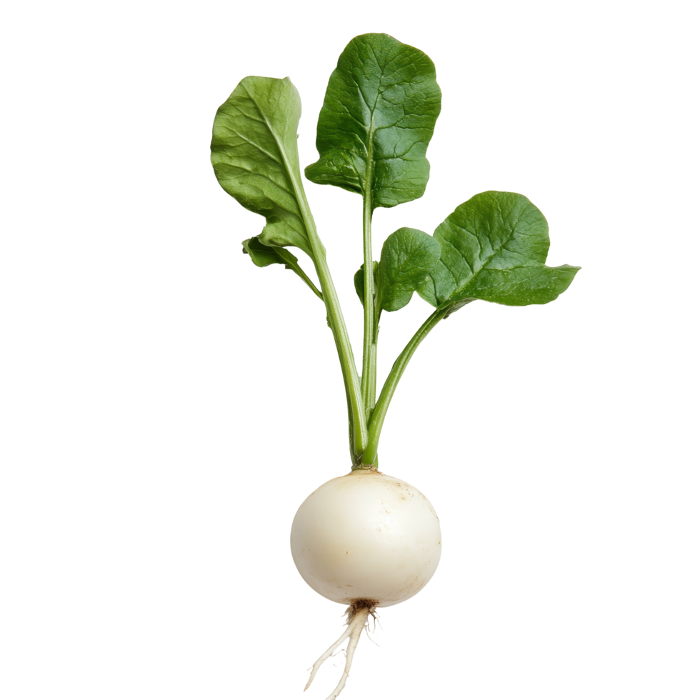 Fresh transparent radish with green leaves displayed against a clean transparent background in natural lighting, radish on transparent background png
