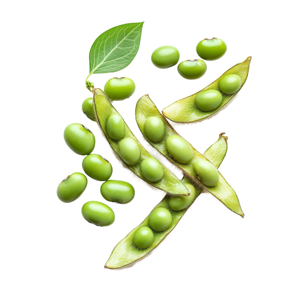Fresh green soybean seeds and pods isolated against a clean transparent background for culinary and agricultural use, Green soybeans seeds isolated on transparent background png