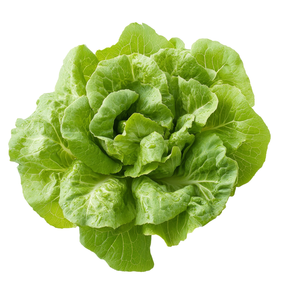 Fresh cos lettuce on a plain transparent background ready for use in salads and culinary dishes, fresh cos lettuce on transparent background png