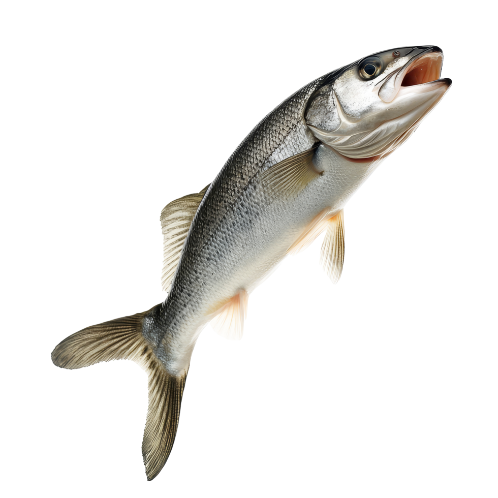Real fish leaping joyfully over a transparent background showcasing its dynamic motion and natural beauty, Leaping Real Fish isolated on transparent background png