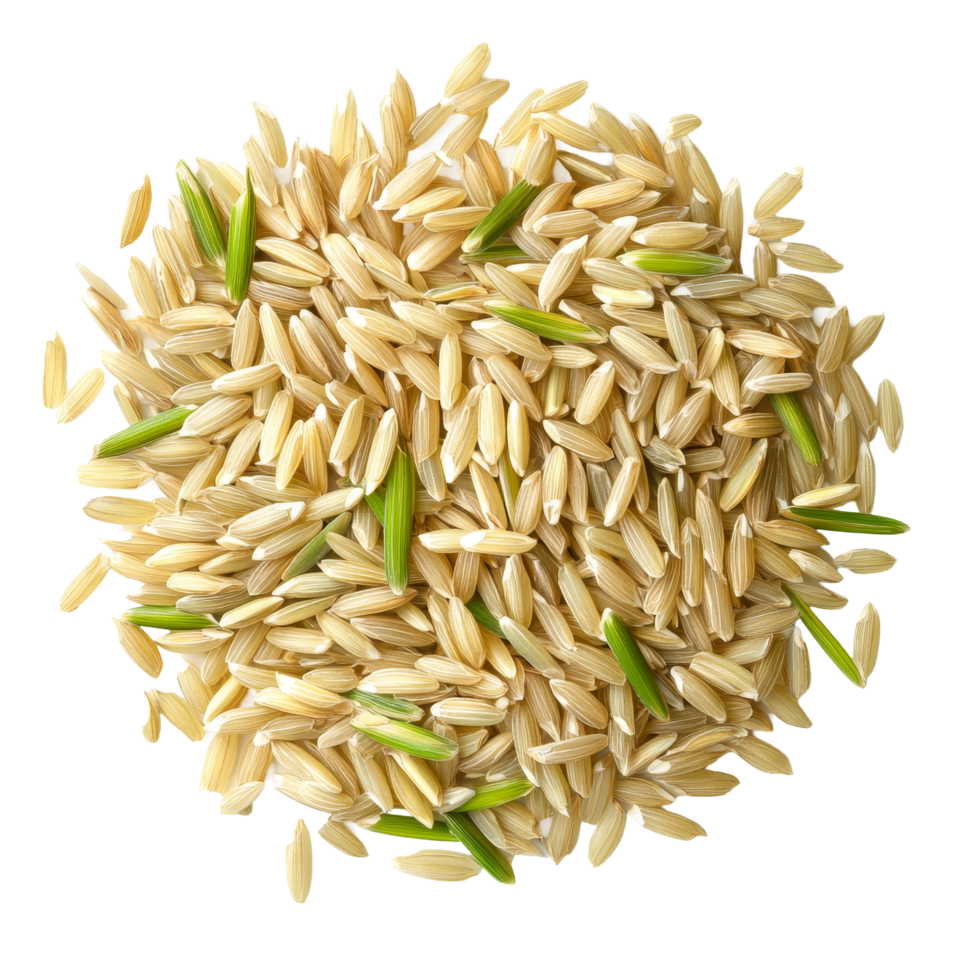 Fresh uncooked paddy rice with green husks on a transparent background, highlighting its natural texture and color, Paddy rice top view on transparent background png