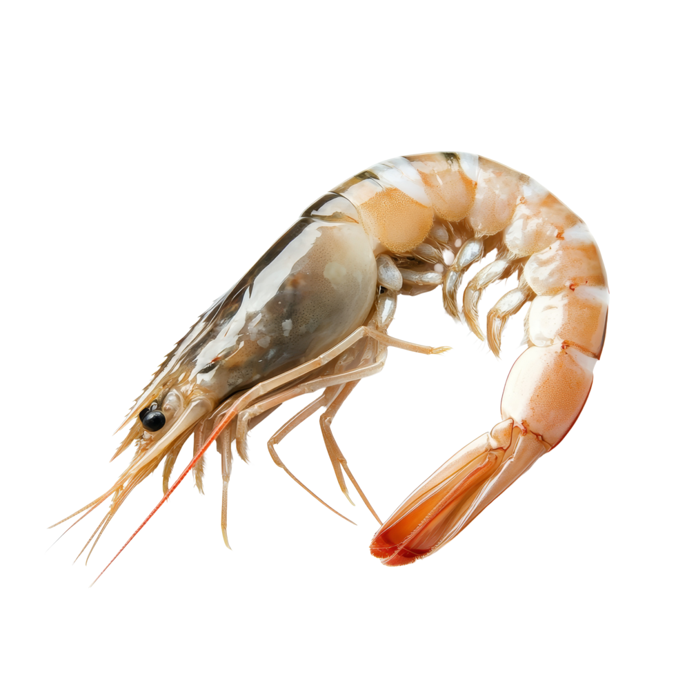 Fresh shrimp on a transparent background, highlighting its details and natural color, perfect for culinary presentations, Fresh shrimp on a transparent background png