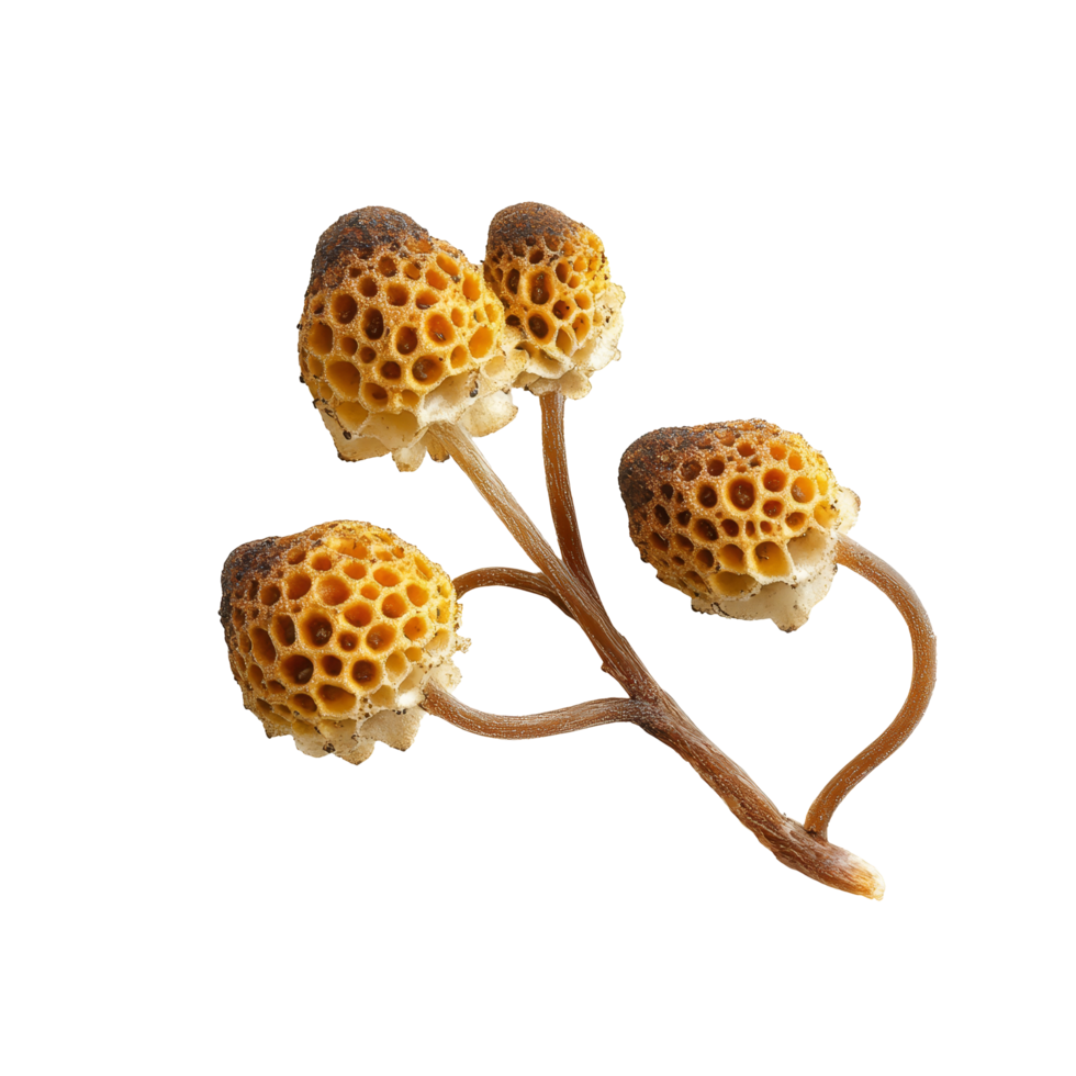 Exploring the unique structure of Tinospora crispa against a plain transparent background, Tinospora crispa on transparent background png
