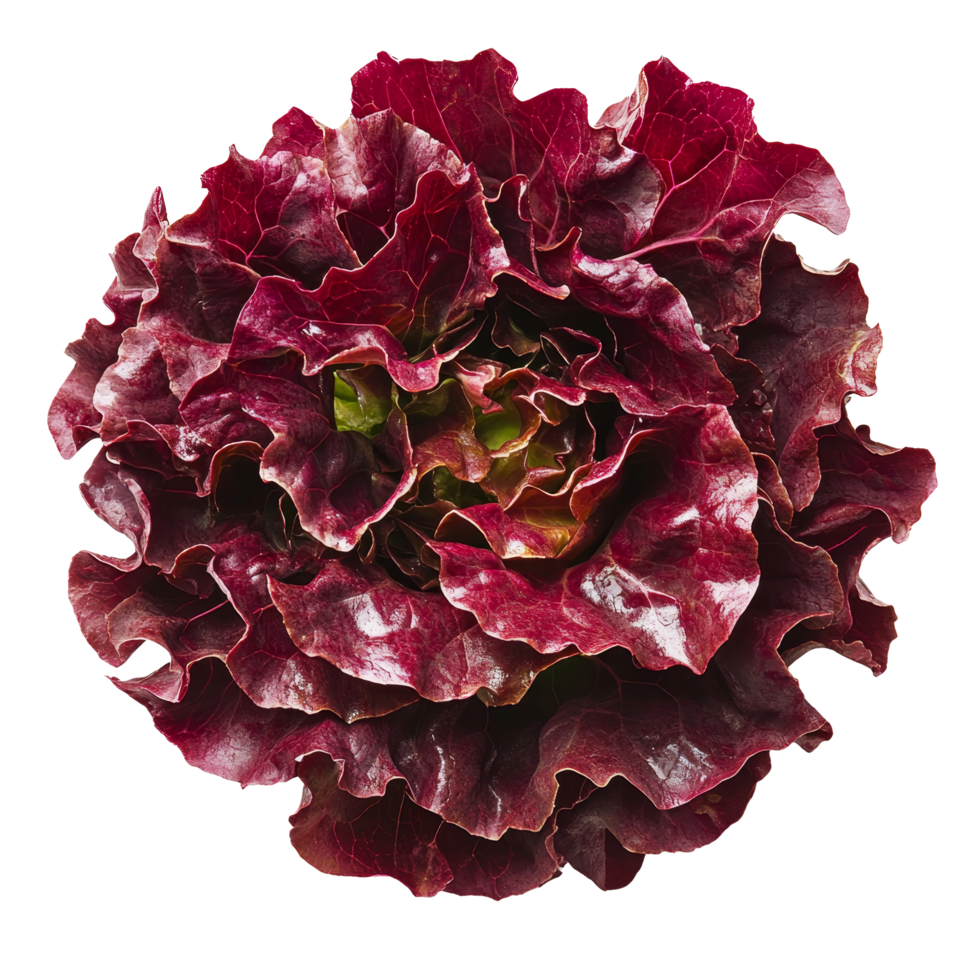 Fresh red lettuce isolated on a clean transparent background for culinary presentations and healthy recipes, red lettuce vegetable isolated on transparent background png