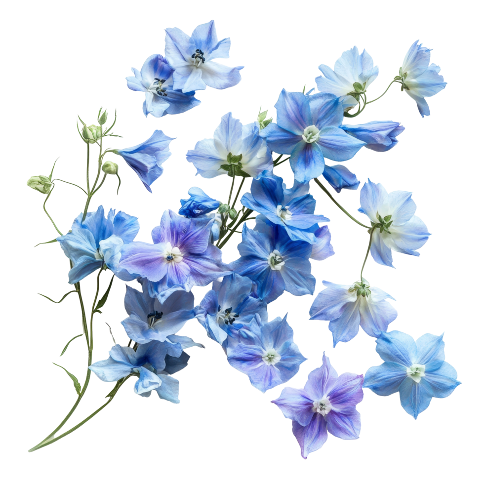 Beautiful delphinium flowers arranged artistically against a background for a serene floral display, delphinium flowers in a floral arrangement isolated on transparent background png