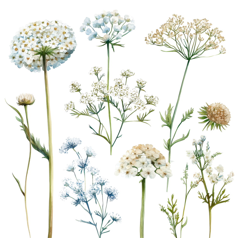 Watercolor depiction of queen annes lace flowers in a palette showcasing their delicate beauty and intricate details, queen annes lace flowers isolated on transparent background png