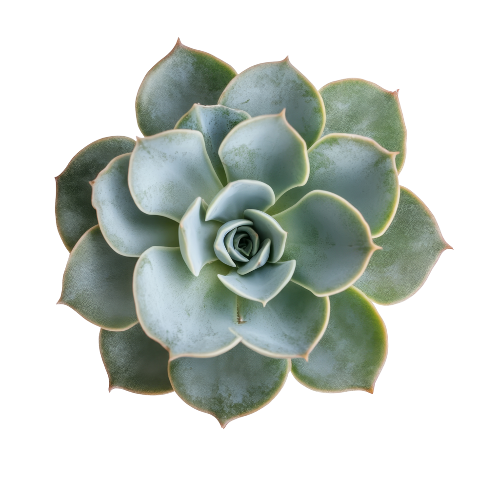 A beautiful succulent plant viewed from above on a clean transparent background showcasing its unique leaf patterns, succulent plant top view transparent background png