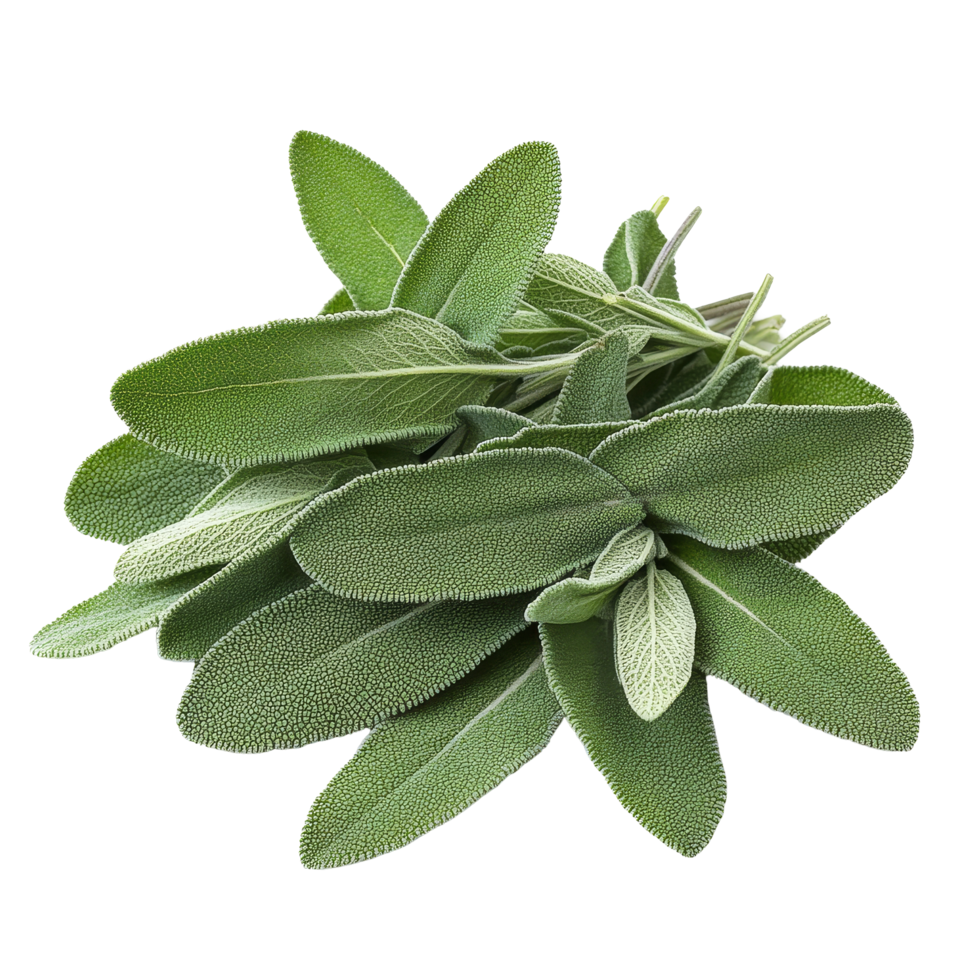 Fresh sage herb bundle isolated on a transparent background for culinary and medicinal uses in cooking and wellness, sage herb isolated transparent background png