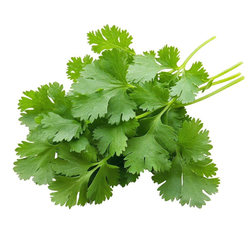 Fresh green coriander leaves isolated on a transparent background showcasing vibrant color and texture details, Green coriander leaves closeup, isolation on transparent background png