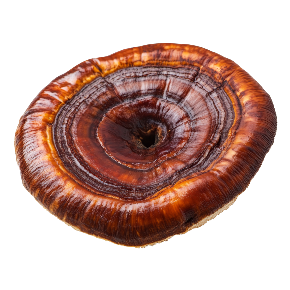 Lingzhi mushroom Ganoderma lucidum displayed on a clean transparent background highlighting its unique texture and shape, Lingzhi Mushroom Ganoderma Lucidum on transparent background png