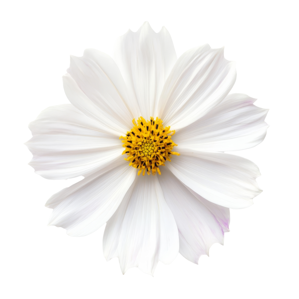 Delicate cosmos flower on a transparent background highlighting its intricate petals and vibrant yellow center, perfect for floral designs, cosmos flower on transparent background png