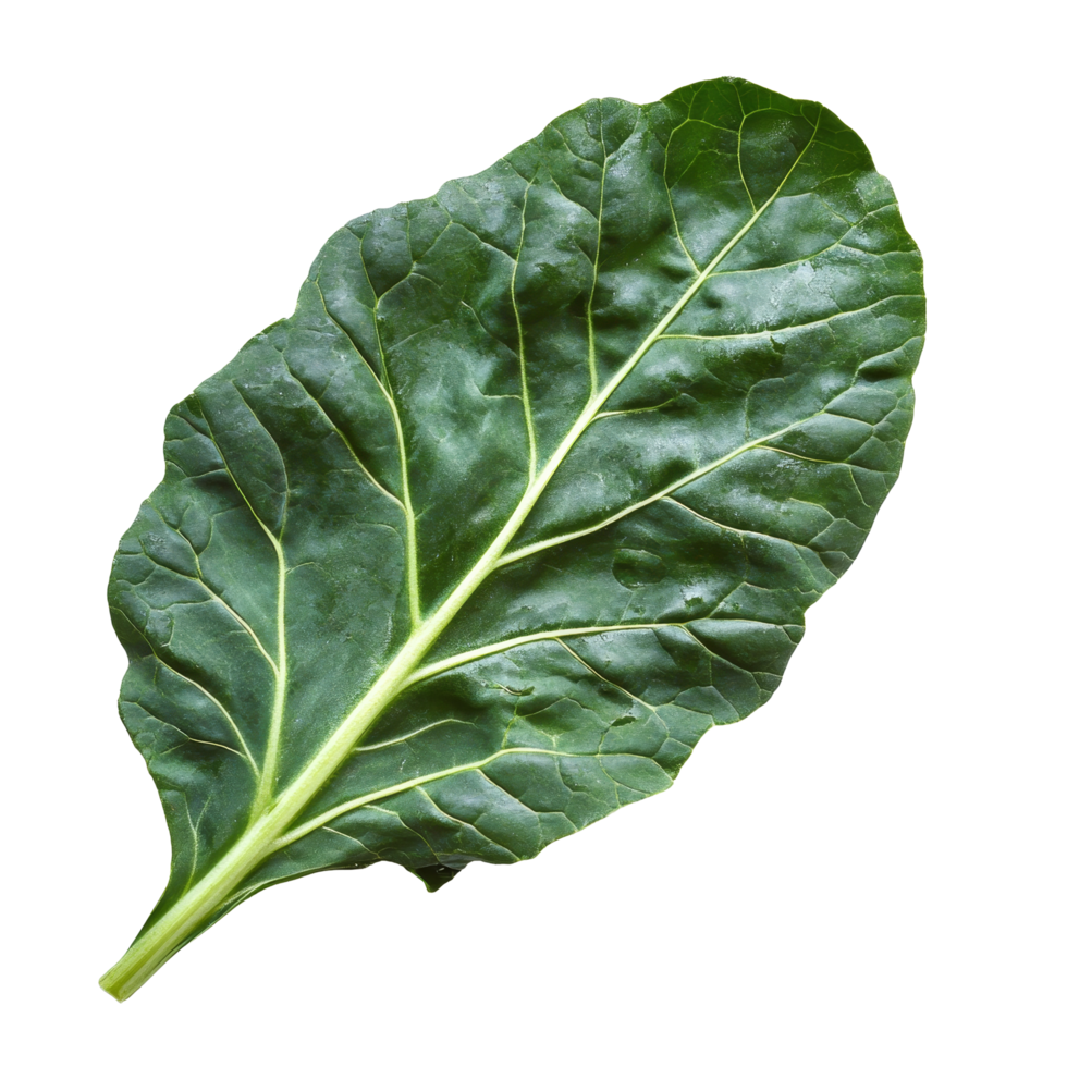 Fresh organic green collards leaf isolated on a transparent background, showcasing its vibrant color and texture, Fresh organic green collards leaf transparent background. Collards leave transparent png