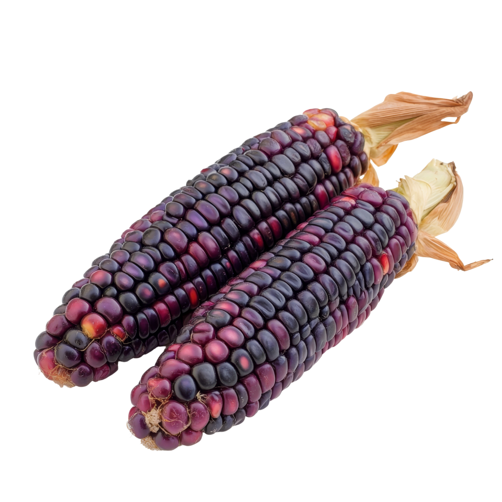 Purple corn resting on a transparent background, showcasing its vibrant hues and unique kernels, purple corn isolated on transparent background png