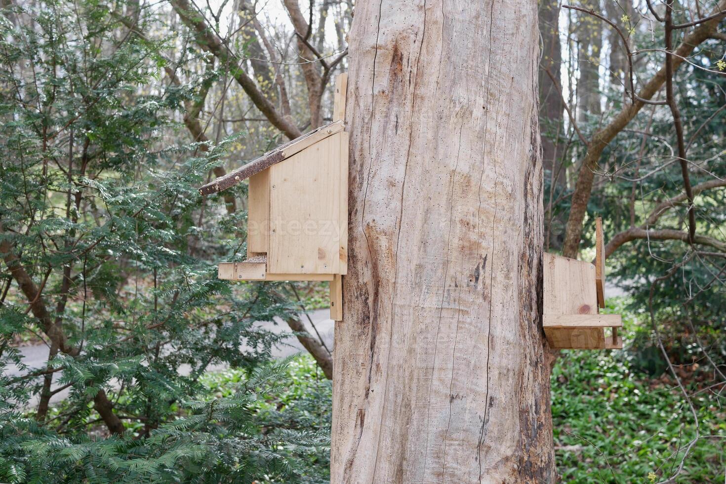Two feeder birdhouses are hanging on a tree in Potzleinsdorfer Schlosspark in Vienna photo