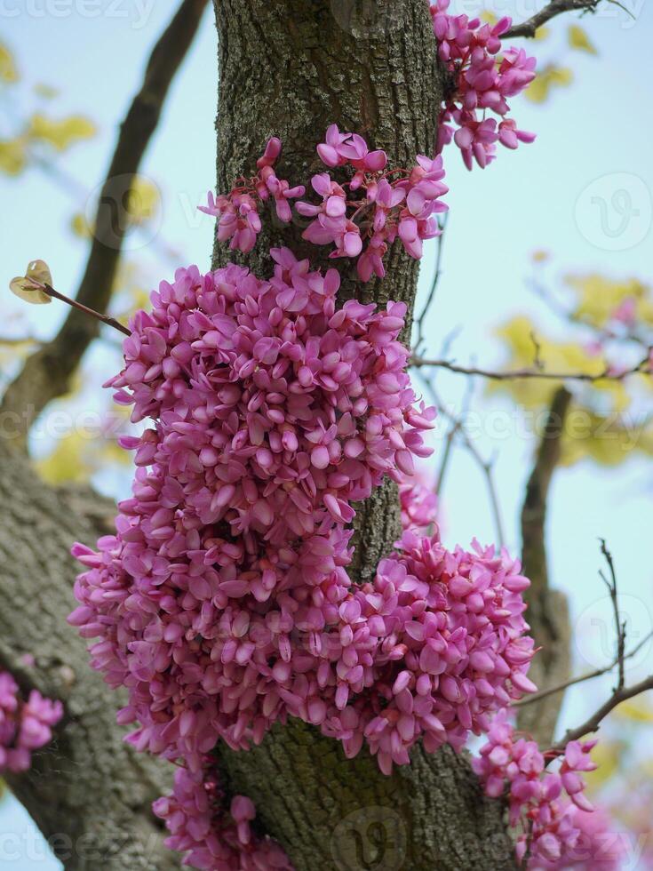 Cercis siliquastrum blossom. Redbud flowered tree. Flowers growing on a trunk. photo
