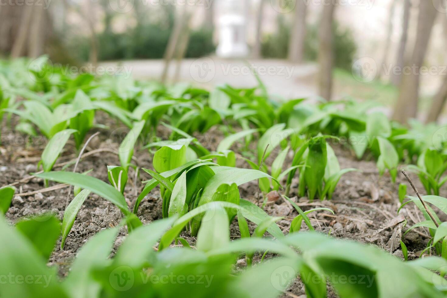 First shoots of wild garlic appear in early spring. The growth of young Ramson wild leek Barlauch in Potzleinsdorfer Schlosspark in Vienna photo